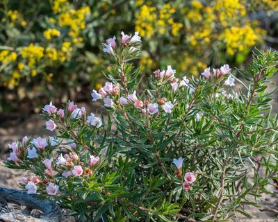 Lobostemon curvifolius, photographed by magriet b