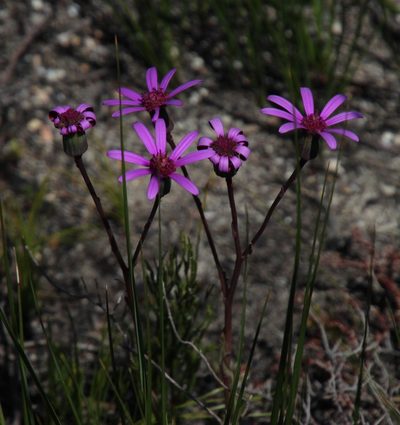 Senecio hastifolius, photographed by Tony Rebelo