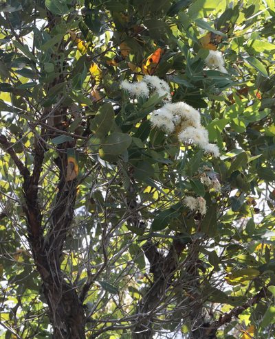 Angophora subvelutina, photographed by tobyyy