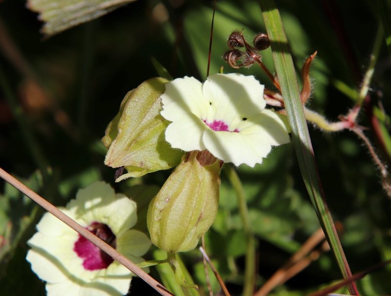 Melasma scabrum, photographed by Tony Rebelo