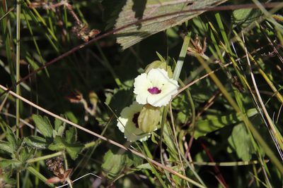 Melasma scabrum, photographed by Tony Rebelo