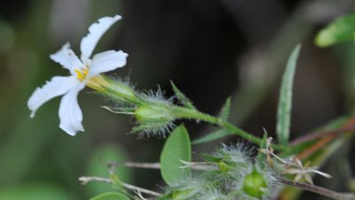 Phlox tenuifolia, photographed by Roger Rittmaster