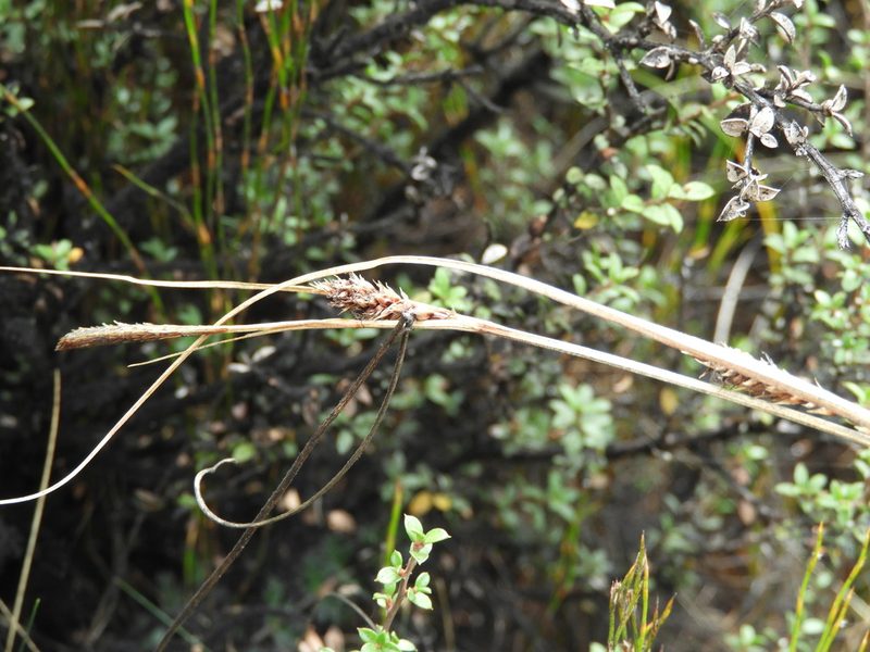 Carex devia, photographed by Santiago Martín-Bravo