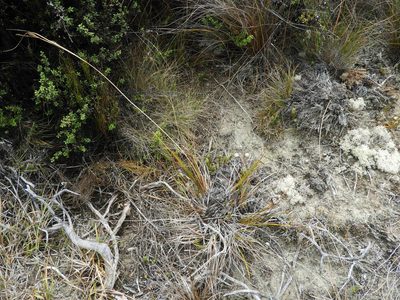 Carex devia, photographed by Santiago Martín-Bravo