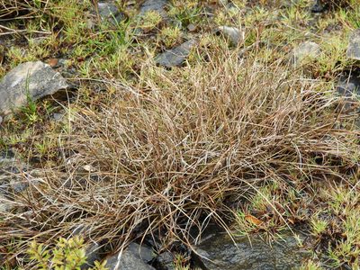 Carex traversii, photographed by Santiago Martín-Bravo