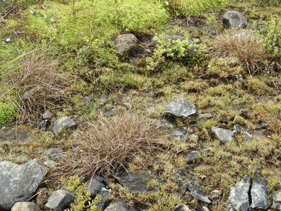 Carex traversii, photographed by Santiago Martín-Bravo