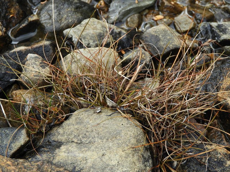 Carex traversii, photographed by Santiago Martín-Bravo