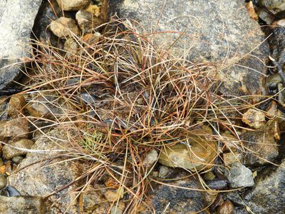 Carex traversii, photographed by Santiago Martín-Bravo