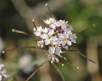 Dryopetalon runcinatum, photographed by Roger Rittmaster