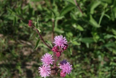 Campuloclinium macrocephalum, photographed by Cecilia Pombo Posente