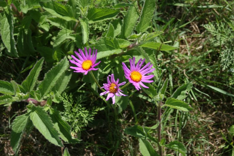 Senecio pulcher, photographed by Cecilia Pombo Posente