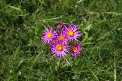 Senecio pulcher, photographed by Cecilia Pombo Posente