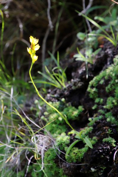 Schizochilus zeyheri, photographed by Tony Rebelo