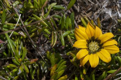 Gazania pectinata, photographed by magriet b