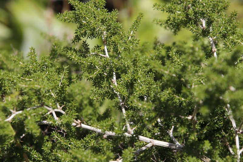 Asparagus microraphis, photographed by Tony Rebelo