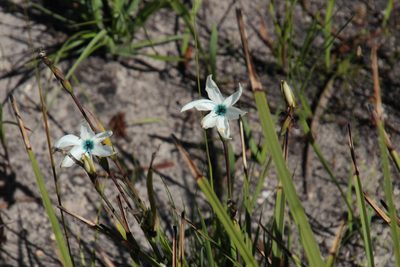 Aristea cantharophila, photographed by Tony Rebelo