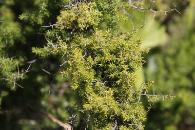 Asparagus microraphis, photographed by Tony Rebelo