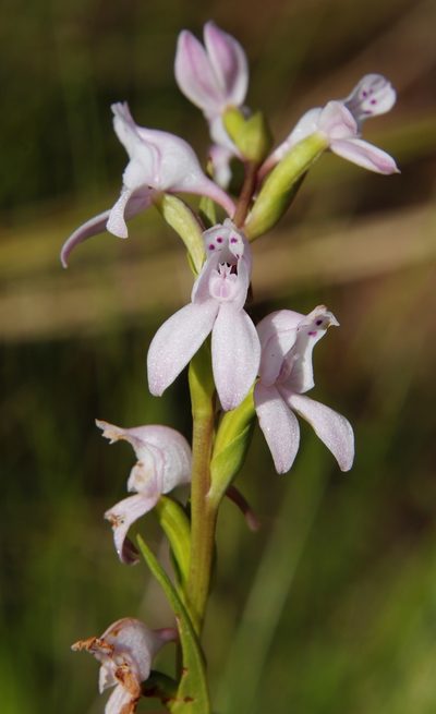 Brownleea recurvata, photographed by Tony Rebelo