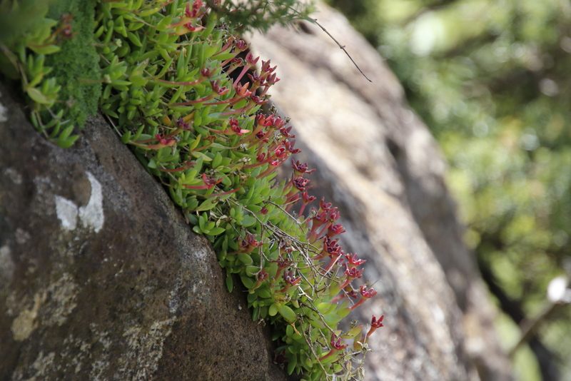 Delosperma crassuloides, photographed by Tony Rebelo