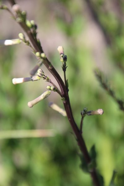 Freylinia brevistyla, photographed by Tony Rebelo
