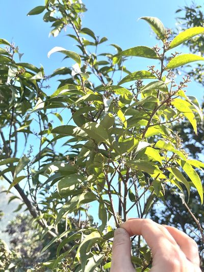 Symplocos lancifolia, photographed by Yj