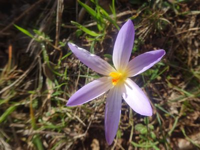 Crocus versicolor, photographed by Ben Costamagna