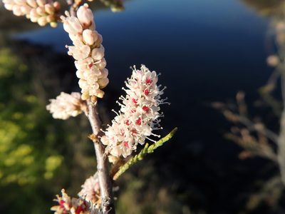 Tamarix africana, photographed by Duarte Frade