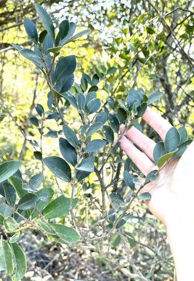 Syzygium buxifolium, photographed by Yj