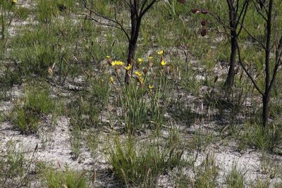 Bobartia gladiata, photographed by Tony Rebelo