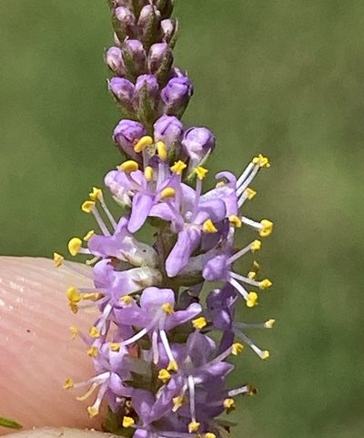 Selago geniculata, photographed by Dave U