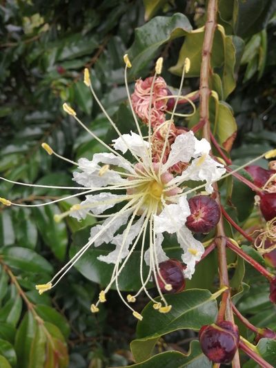 Lafoensia acuminata, photographed by GERMAN LEONEL SARMIENTO CRUZ
