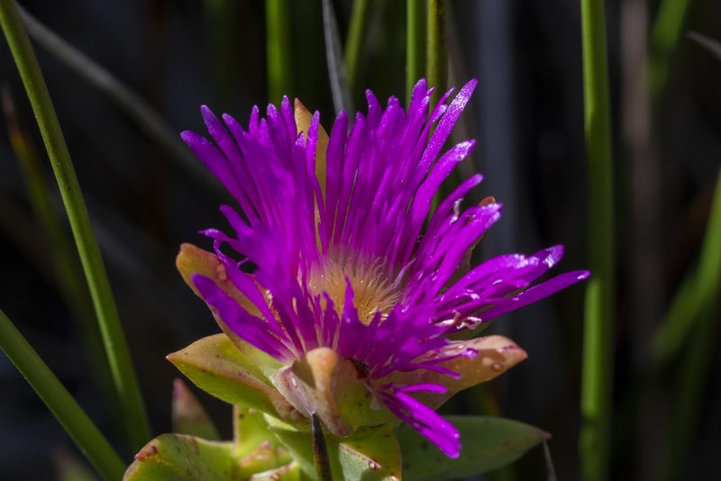 Erepsia steytlerae, photographed by magriet b