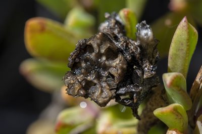 Erepsia steytlerae, photographed by magriet b