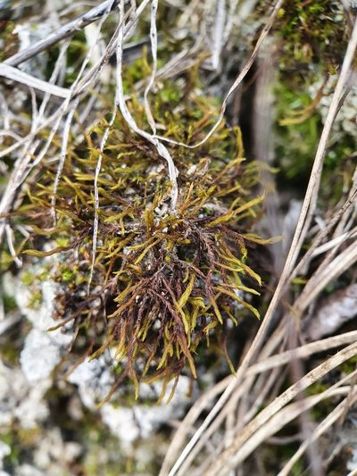Didymodon icmadophilus, photographed by Jonathan Hughes