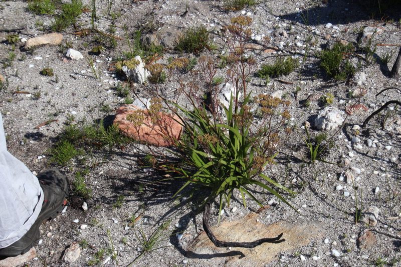 Corymbium cymosum, photographed by Tony Rebelo