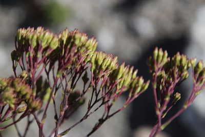 Corymbium cymosum, photographed by Tony Rebelo