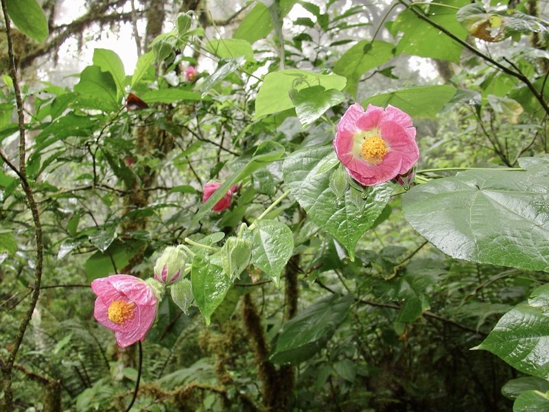 Callianthe jujuiensis, photographed by Jean-Paul Boerekamps