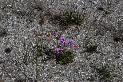 Senecio cymbalariifolius, photographed by Tony Rebelo