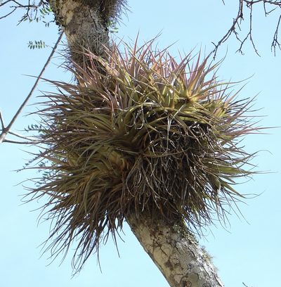 Tillandsia sphaerocephala, photographed by Jean-Paul Boerekamps