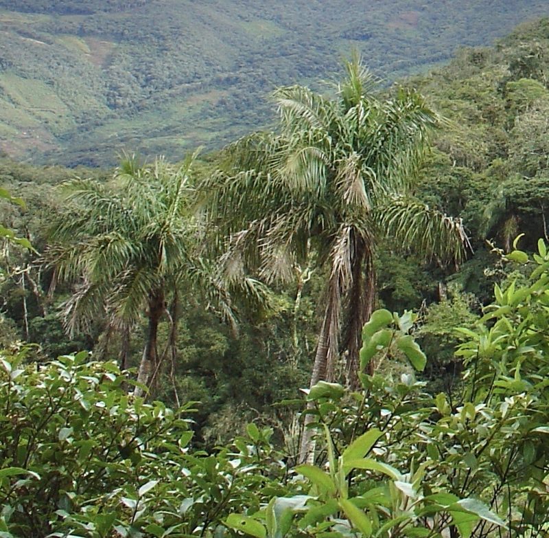 Ceroxylon pityrophyllum, photographed by Jean-Paul Boerekamps