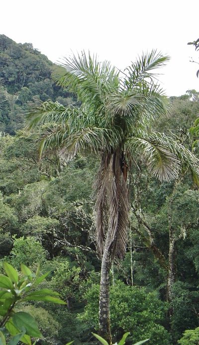 Ceroxylon pityrophyllum, photographed by Jean-Paul Boerekamps