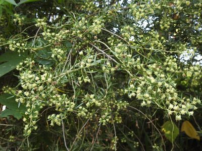 Baccharis dracunculifolia, photographed by Eduardo Luis Beltrocco