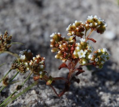 Crassula filiformis, photographed by Tony Rebelo