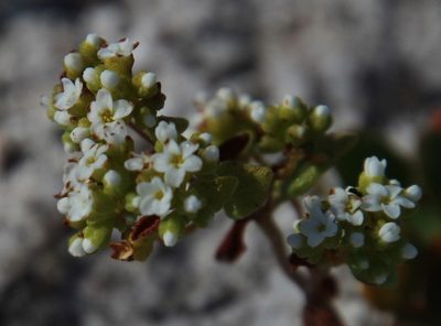 Crassula filiformis, photographed by Tony Rebelo