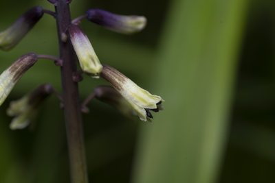Bellevalia trifoliata, photographed by Eleftherios Katsillis