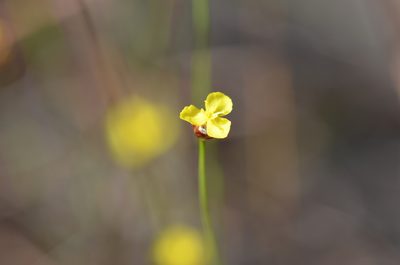 Xyris brevifolia, photographed by brycelee