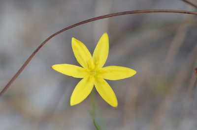 Hypoxis juncea, photographed by brycelee