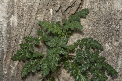 Scrophularia lucida, photographed by Eleftherios Katsillis