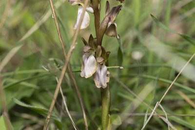 Anacamptis collina, photographed by Eleftherios Katsillis