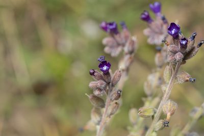 Anchusa hybrida, photographed by Eleftherios Katsillis